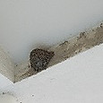 Simg_0904